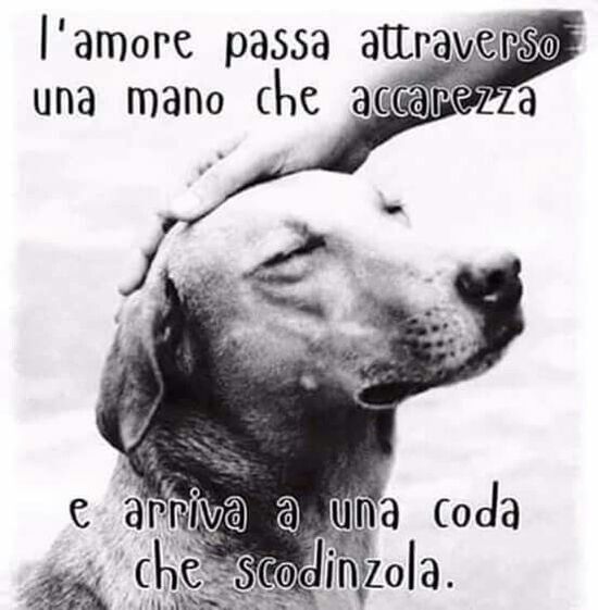 giornata mondiale del cane